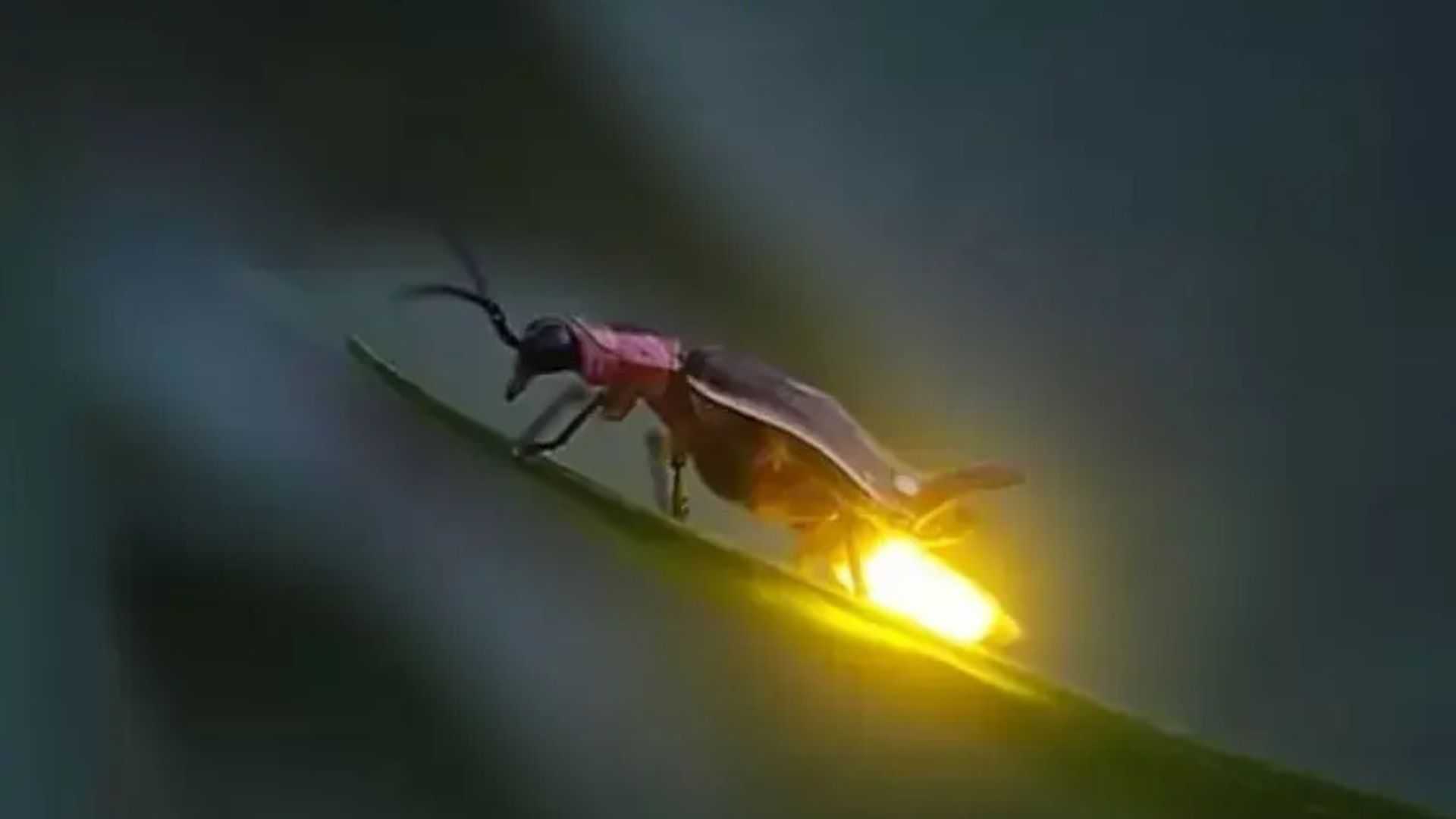 WhatsApp Image 2026-06-06 at 22.28.57 (2) Fireflies